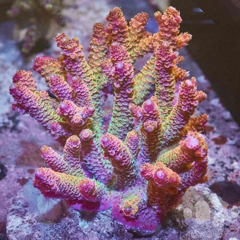 Acropora rainbow L stock